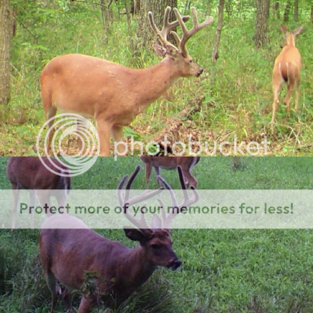 Best day time trail camera pics of big bucks Page 29 Archery Talk Forum