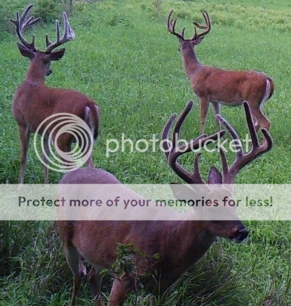 Best day time trail camera pics of big bucks Page 29 Archery Talk Forum