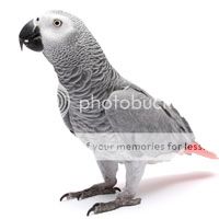 photo congo-african-grey_zpsu73ayavo.jpeg