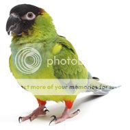 photo nanday-conure_zps1xefkz4u.jpeg