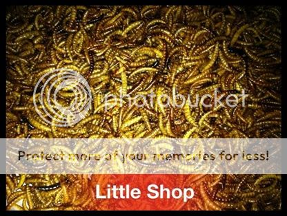 Q5 BìnhTân Little Hamster Shop Cung cấp sản phẩm cực tốt giá rẻ cho hamster Q5 BìnhTân Little Hamster Shop Cung cấp sản phẩm cực tốt giá rẻ cho hamster