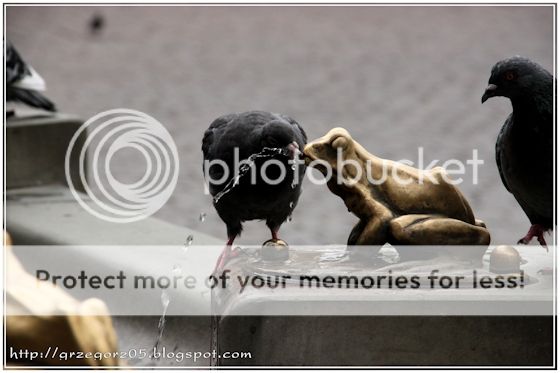  photo 10_zpsvjawi6vx.jpg