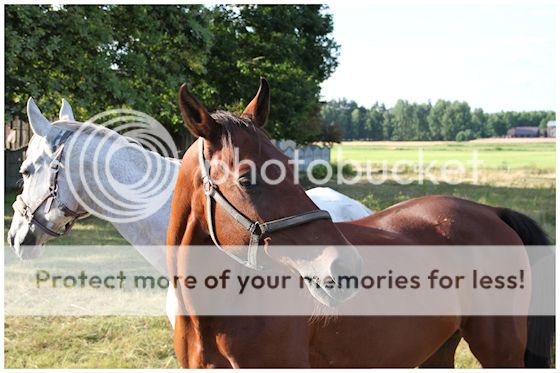  photo 48_zpscf89a720.jpg