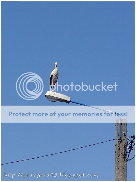 photo 7_zps5bae46c9.jpg