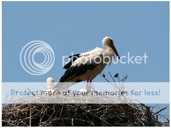  photo 8_zpse81056e6.jpg