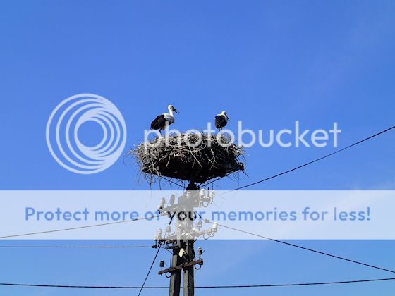  photo P7260047_zpsb3785c06.jpg