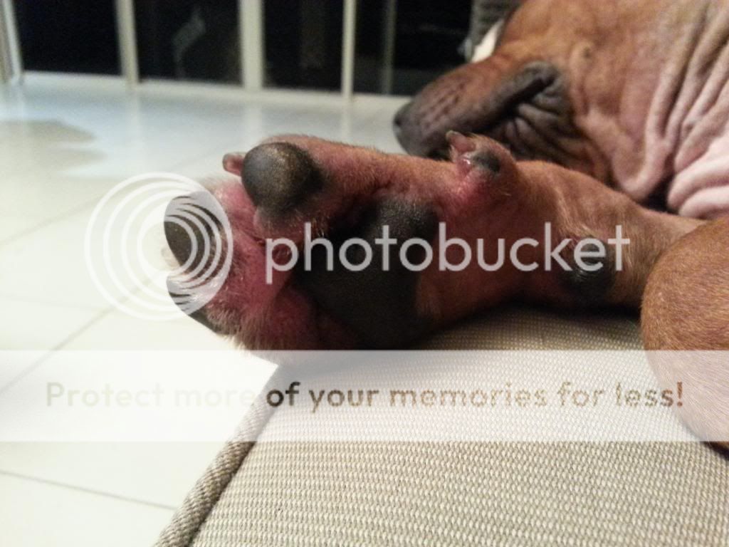 irritated paws sore paws irritated paws sore paws